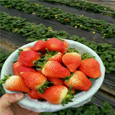 2020年山東草莓苗白草莓草莓苗批發(fā)基地