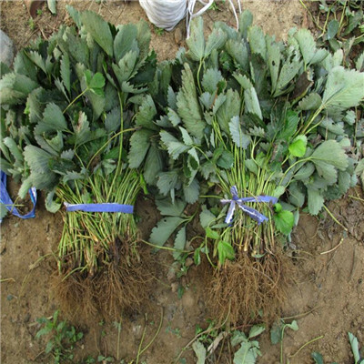 草莓種苗批發(fā)基地甘露草莓苗種植技術(shù)