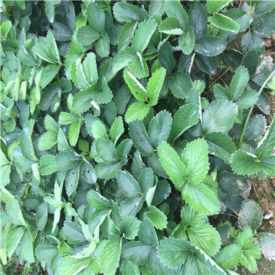 秋季草莓小苗供應(yīng)幸香草莓苗基地報(bào)價(jià)