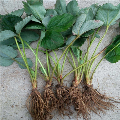草莓種苗批發(fā)基地種植季節(jié)好 脫毒草莓苗苗場電話