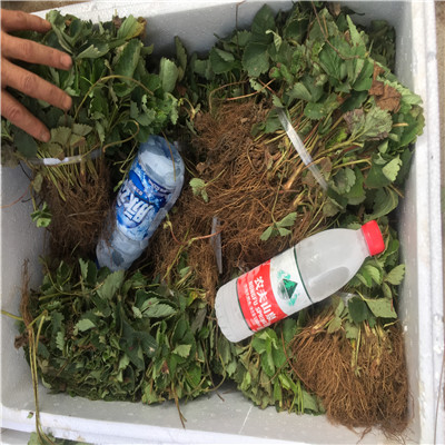 新品種草莓苗草莓種苗批發(fā)基地