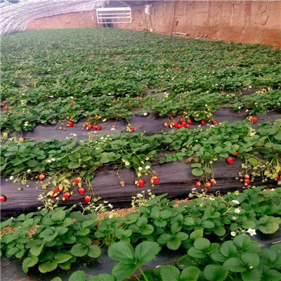 秋季草莓小苗供應(yīng)紅實(shí)美草莓苗批發(fā)多錢