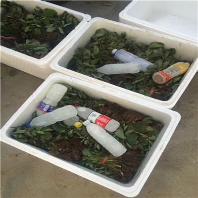 草莓種苗批發基地白草莓草莓苗出售電話