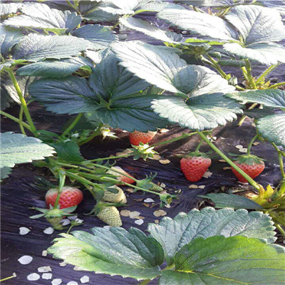 秋季草莓小苗供應(yīng)幸香草莓苗基地報(bào)價(jià)