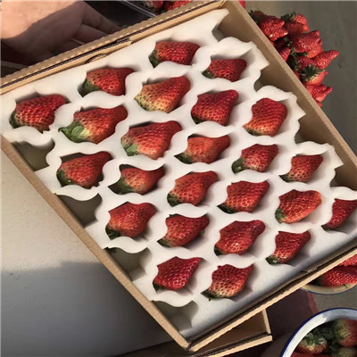 秋季草莓小苗供應香蕉草莓苗價格及報價