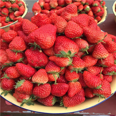 草莓种苗 草莓种苗批发价格