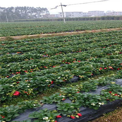 草莓种苗 草莓种苗基地报价