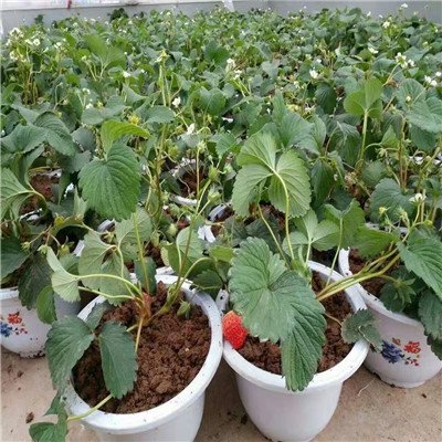2020年山東草莓苗雪蜜草莓苗現(xiàn)貨供應(yīng)