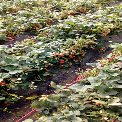 大棚草莓苗批發(fā)基地苗場電話 白草莓草莓苗基地報(bào)價(jià)