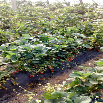 草莓苗批發(fā)基地鬼奴甘草美苗批發(fā)價(jià)格