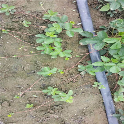 咖啡草莓苗 咖啡草莓苗批發(fā)基地
