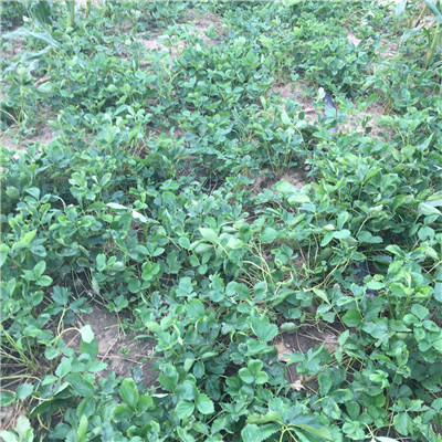 明寶草莓苗 明寶草莓苗批發(fā)基地