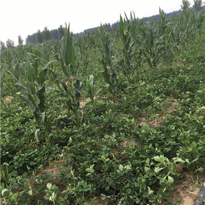 草莓種苗批發(fā)基地幸香草莓苗批發(fā)基地