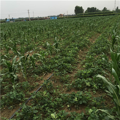 山東草莓苗基地鬼奴甘草美苗批發(fā)多錢