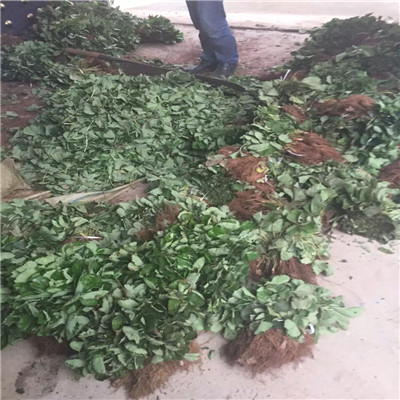 一品香草莓苗 一品香草莓苗批發(fā)基地