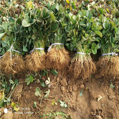2021草莓苗繁育基地大棚用甘露草莓苗一棵價錢