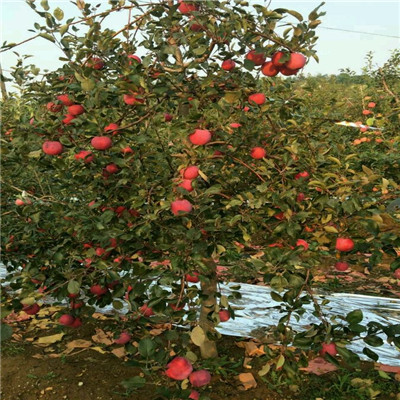 定植兩年的蘋果樹品種特色介紹 矮化蘋果苗批發(fā)基地