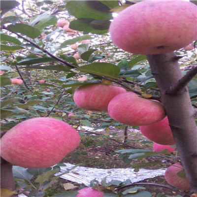 華碩蘋果苗2021年山東蘋果苗批發(fā)價格