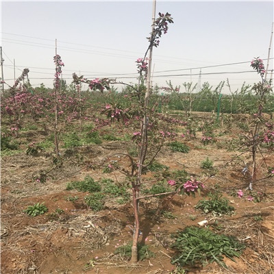 烟富0苹果苗种植技术 m26矮化苹果苗烟富0苹果苗苗场电话