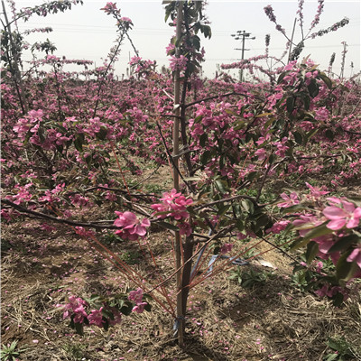 矮化蘋果苗品種特色介紹 三公分蘋果樹(shù)矮化蘋果苗批發(fā)價(jià)格