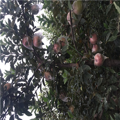 煙富0蘋果苗新品種蘋果苗現(xiàn)貨供應(yīng)