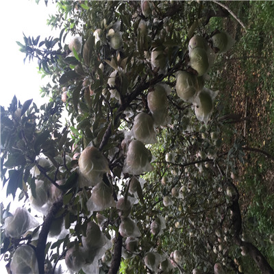 兩年生蘋(píng)果苗批發(fā)基地 新紅星蘋(píng)果苗批發(fā)基地