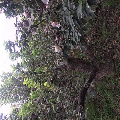五公分大蘋果樹批發(fā)價(jià)格 紅肉蘋果苗價(jià)格及報(bào)價(jià)