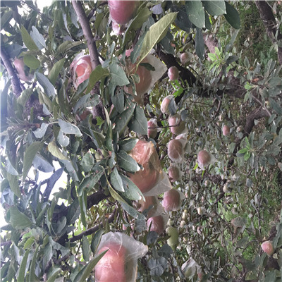 中間砧矮化蘋果苗基地報(bào)價(jià) 華碩蘋果苗批發(fā)基地