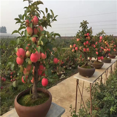 中間砧矮化蘋果苗基地報(bào)價(jià) 華碩蘋果苗批發(fā)基地