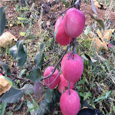 定植两年的苹果树种植时间 柱状苹果苗价格及报价