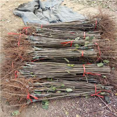 m26矮化蘋果苗成熟季節(jié) 華碩蘋果苗基地報價