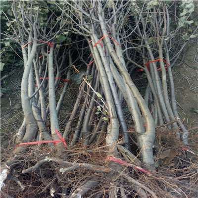m26矮化蘋(píng)果苗響富蘋(píng)果苗種植技術(shù)