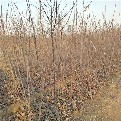 2020年山東蘋(píng)果苗種植時(shí)間 煙富8蘋(píng)果苗批發(fā)基地