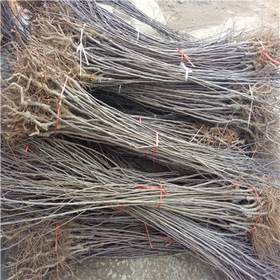 國(guó)光蘋(píng)果苗m26矮化蘋(píng)果苗基地報(bào)價(jià)