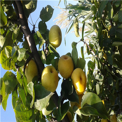新品种梨树苗价格及报价 定植两年的小梨树现货批发