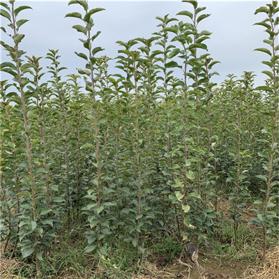 定植兩年的小梨樹(shù)種植技術(shù) 滿天星紅梨苗批發(fā)價(jià)格