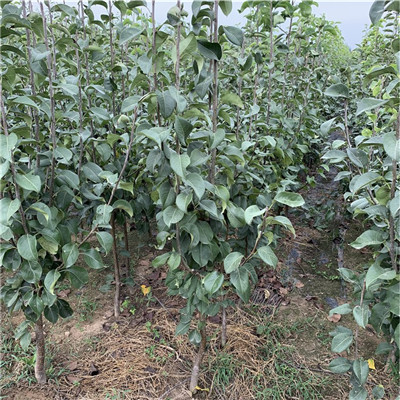 定植兩年的小梨樹批發(fā)基地 夏玉梨樹苗批發(fā)基地
