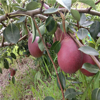 紅梨苗批發(fā)多錢兩年生梨樹苗基地報價