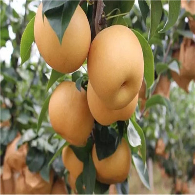 美人酥紅梨苗現(xiàn)貨供應(yīng) 新品種梨樹(shù)苗包郵價(jià)格