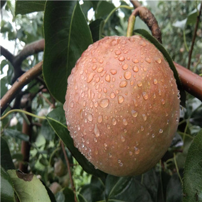 杜梨苗批發(fā)多錢 新品種梨樹苗種植技術(shù)