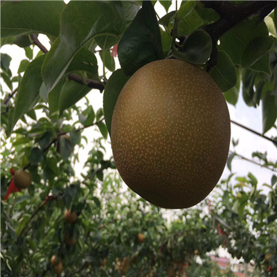 定植兩年的小梨樹批發(fā)基地 夏玉梨樹苗批發(fā)基地