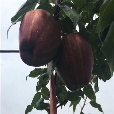 红香酥梨树苗种植技术 三公分梨树苗场电话