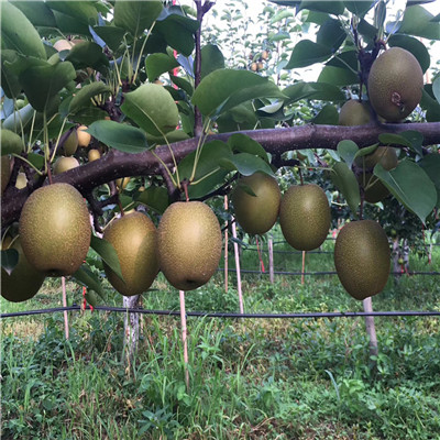 紅梨苗種植技術(shù) 當(dāng)年結(jié)果梨樹一棵價(jià)錢
