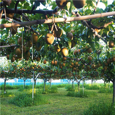 定植两年的小梨树基地报价夏玉梨树苗