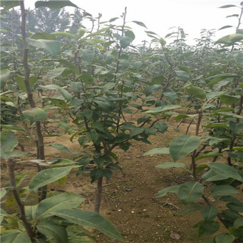柱狀梨梨樹苗種植技術(shù)當(dāng)年結(jié)果梨樹現(xiàn)貨批發(fā)
