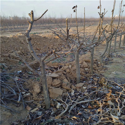 美人酥紅梨苗基地報價(jià) 定植兩年的小梨樹(shù)包郵價(jià)格