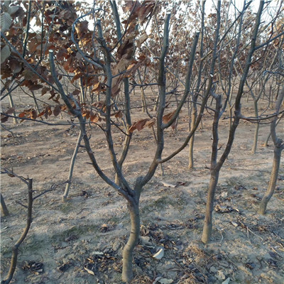 黑梨苗一棵價錢 當(dāng)年結(jié)果梨樹種植技術(shù)