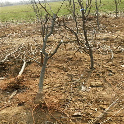 黄金梨树苗批发多钱 定植两年的小梨树种植技术