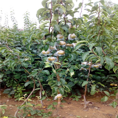 夏玉梨樹苗批發(fā)多錢 當(dāng)年結(jié)果梨樹種植技術(shù)