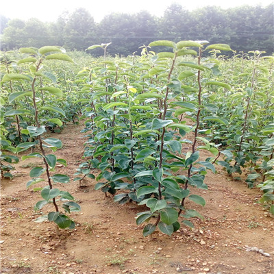 秋月梨樹苗種植技術(shù) 地徑一公分嫁接梨苗批發(fā)價格